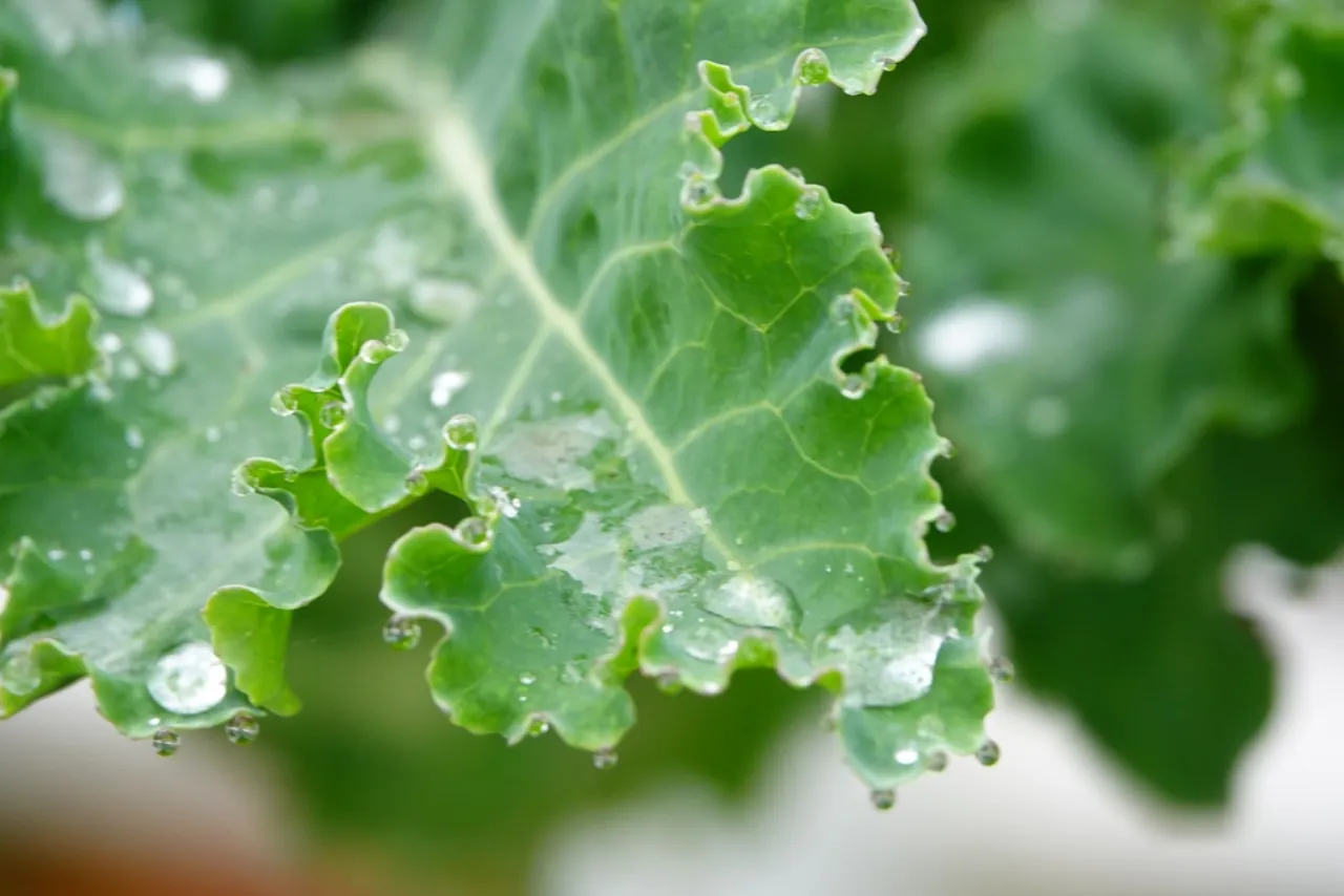 Hojas de lechuga recién cortadas en la huerta
